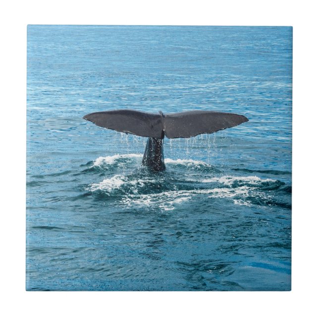 Azulejo De Cerámica Aleta de la ballena (Frente)