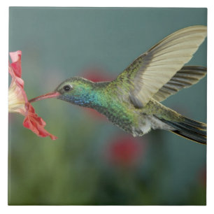 Azulejo De Cerámica alimentación masculina en Petunia, Cañón Madera, A