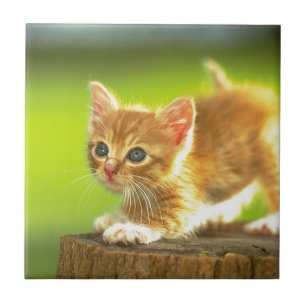 Azulejo De Cerámica Aliste para saltar el gatito