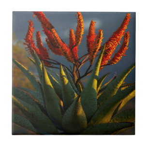Azulejo De Cerámica Aloe de Montaña (Aloe Marlothii Berger)
