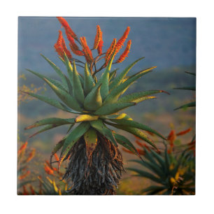 Azulejo De Cerámica Aloe de montaña (Aloe Marlothii Berger) 2