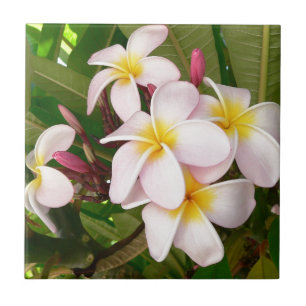 Azulejo De Cerámica Aloha Hawaii Frangipani florece ducha de novias