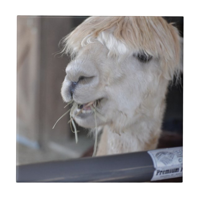 Azulejo De Cerámica Alpaca, blanco (Frente)
