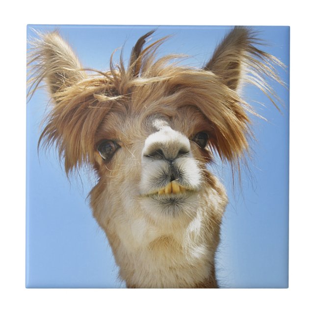 Azulejo De Cerámica Alpaca loca del pelo (Frente)