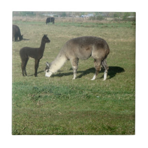 Azulejo De Cerámica Alpaca y Cria de los gris plateados