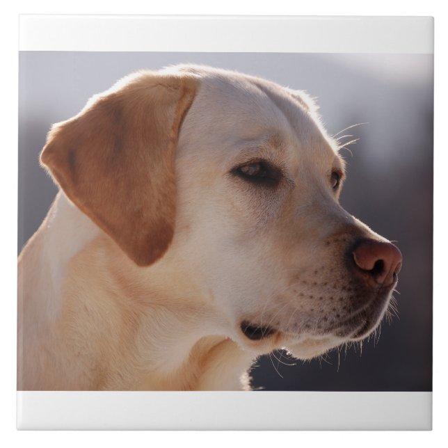Azulejo De Cerámica amarillo 3 Labrador_Retriever.png (Frente)