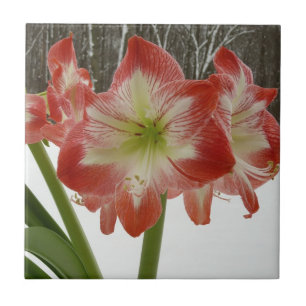 Azulejo De Cerámica Amaryllis en floral de invierno en la nieve roja f