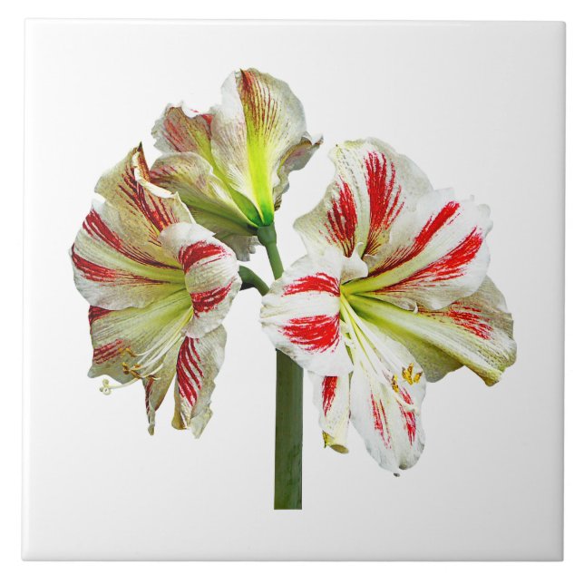Azulejo De Cerámica Amaryllis Sydney (Frente)