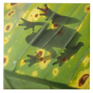 Azulejo De Cerámica AMÉRICA CENTRAL, Costa Rica, Rana con iluminación 