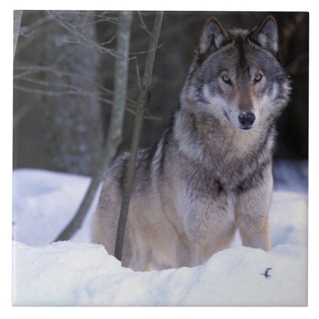 Azulejo De Cerámica América del Norte, Canadá, Canadá oriental, lobo g (Frente)