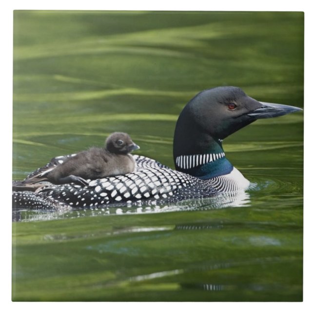 Azulejo De Cerámica América del Norte, Canadá, Columbia Británica, Lac (Frente)
