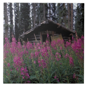 Azulejo De Cerámica América del Norte, Canadá, Yukón. Trapos abandonad