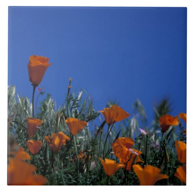 Azulejo De Cerámica América del Norte, Estados Unidos, California, Ant (Frente)