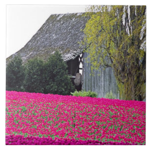 Azulejo De Cerámica América del Norte, Estados Unidos, Washington, Ska