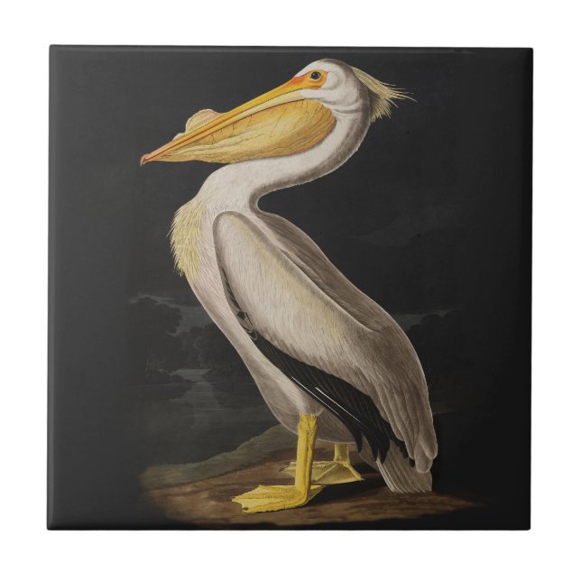 Azulejo De Cerámica América del pájaro pelícano blanco audubon (Frente)