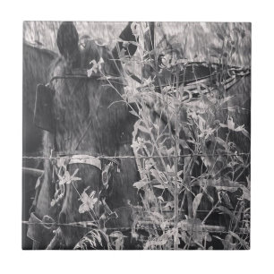 Azulejo De Cerámica Amish Horse Black and White Grunge