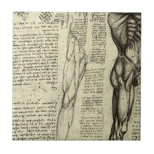 Azulejo De Cerámica Anatomía Humana Masculina de Leonardo da Vinci Mús