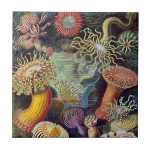 Azulejo De Cerámica Anémona de mar naturaleza científica océano