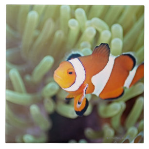 Azulejo De Cerámica Anemonefish 4 del payaso