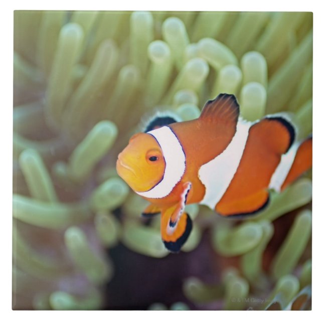 Azulejo De Cerámica Anemonefish 4 del payaso (Frente)