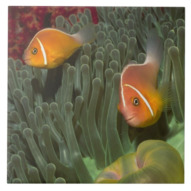 Azulejo De Cerámica Anemonefish rosado en anémona de mar de (Frente)