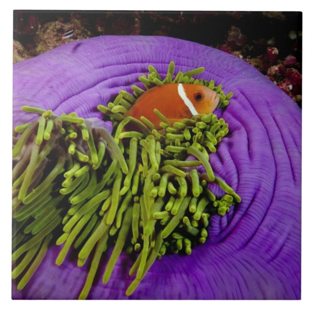 Azulejo De Cerámica Anemonefish y anémona grande (Frente)
