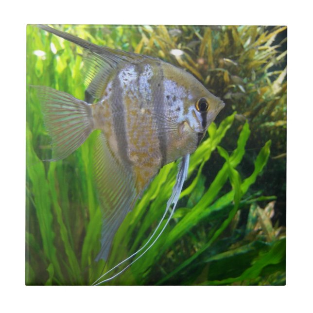 Azulejo De Cerámica Angel Fish (Frente)