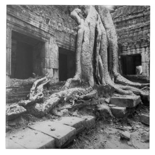 Azulejo De Cerámica Angkor Camboya, árbol de Ta Prohm