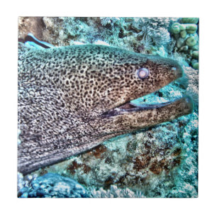 Azulejo De Cerámica Anguila de Moray