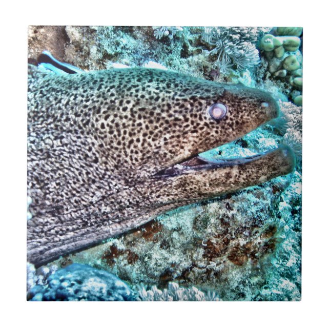 Azulejo De Cerámica Anguila de Moray (Frente)