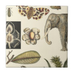 Azulejo De Cerámica Animales variados pintados con fondo crema<br><div class="desc">Las maravillas de la naturaleza se muestran en este artículo de Vision Studio. Los insectos espeluznantes se mezclan con un elefante,  una mariposa y otros animales variados. Si te gusta la naturaleza,  ¡esta es la impresión para ti!</div>