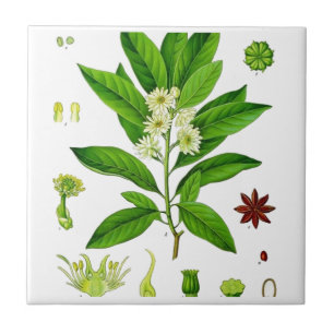Azulejo De Cerámica Anís estrellado