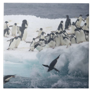 Azulejo De Cerámica Antártida, Isla Paulet. Pingüinos Adelie