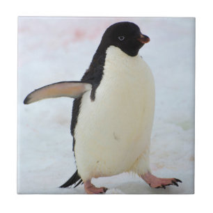 Azulejo De Cerámica Antártida. Isla Petermann. Pingüino Adelie