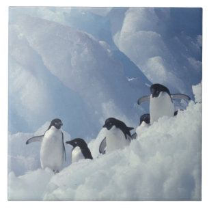 Azulejo De Cerámica Antártida. Pingüinos Adelie