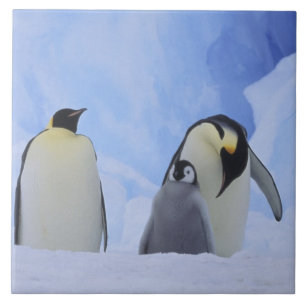 Azulejo De Cerámica Antártida. Pingüinos emperador y cría