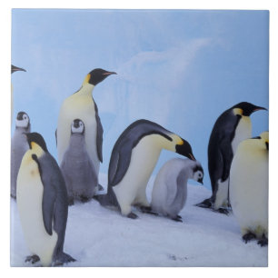 Azulejo De Cerámica Antártida, Pingüinos Emperadores