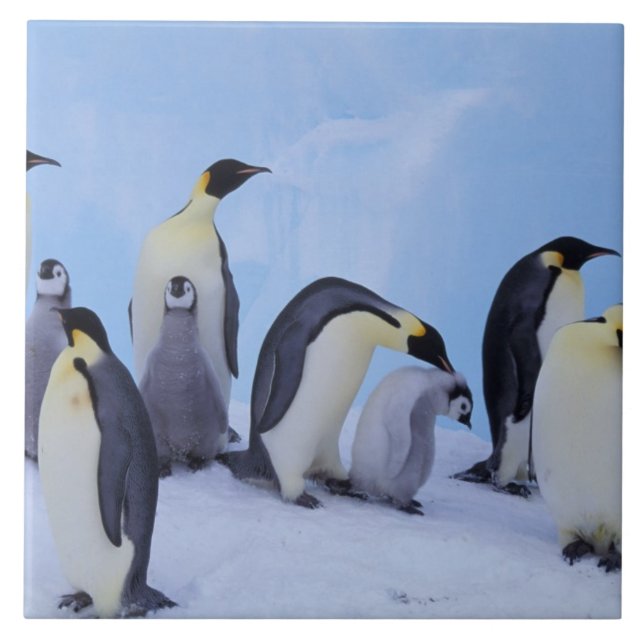 Azulejo De Cerámica Antártida, Pingüinos Emperadores (Frente)