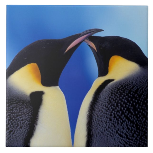 Azulejo De Cerámica Antártida, pingüinos emperadores (Frente)