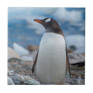 Azulejo De Cerámica Antártida. Puerto Neko. Pingüino de Gentoo