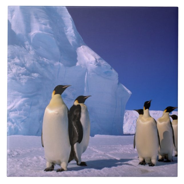 Azulejo De Cerámica Antártida, territorio antártico australiano, 7 (Frente)