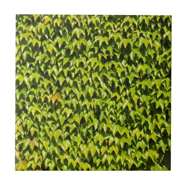 Azulejo De Cerámica Antecedentes del jerigono japonés (Frente)