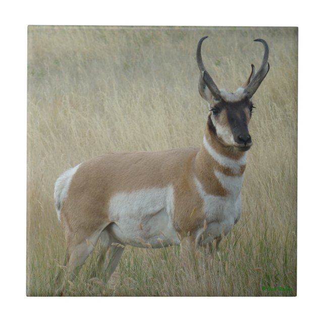 Azulejo De Cerámica Antelope Pronghorn Big Buck (Frente)