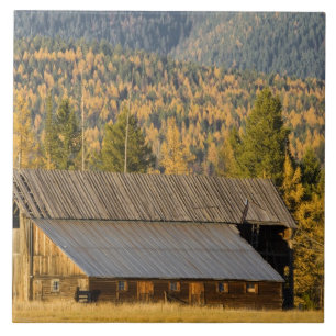 Azulejo De Cerámica Antiguo granero de madera con tamaracks de otoño c