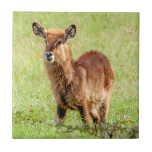Azulejo De Cerámica Antílope joven Waterbuck de las imágenes el