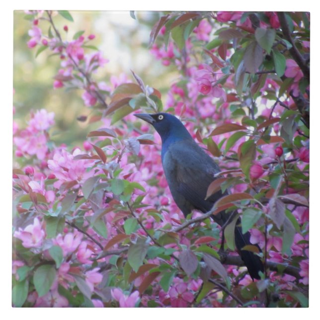 Azulejo De Cerámica Apple Blossom Grackle (Frente)