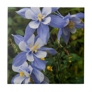 Azulejo De Cerámica Aquilegia azul de Colorado cerca de Telluride Colo