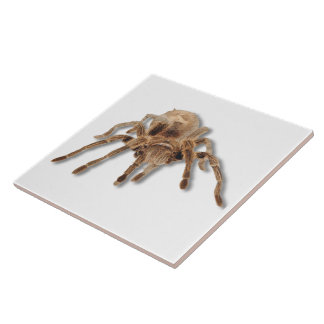 Azulejo De Cerámica Araña 6x6 del Tarantula