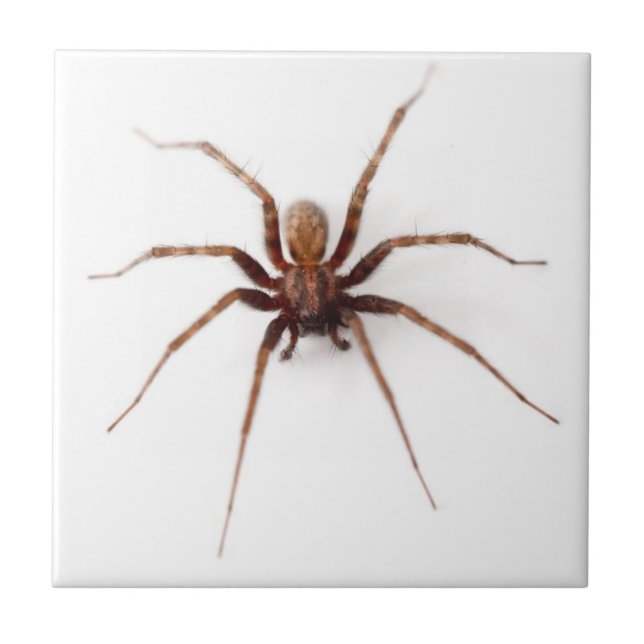 Azulejo De Cerámica Araña escalofriante (Frente)