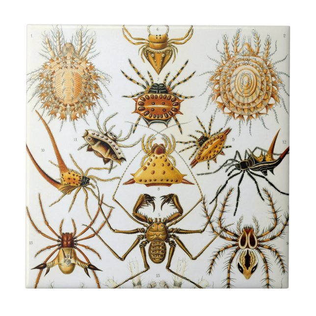 Azulejo De Cerámica Arañas o arácnidos de Ernst Haeckel (Frente)